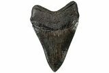 Serrated, Fossil Megalodon Tooth - Collector Quality #310394-2